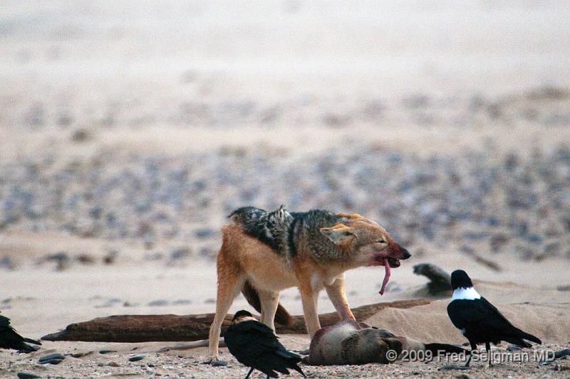 20090605_155009 D300 X1.jpg - Various stages of the Jackal feeding on the seal